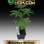 Sundae Driver Clones - ACC