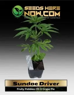 Sundae Driver Cannabis Clone (space) Indica(space)Dominant Hybrid