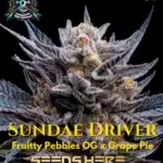 Sundae Driver S1 (Feminized) - Elite Clone Seed Company