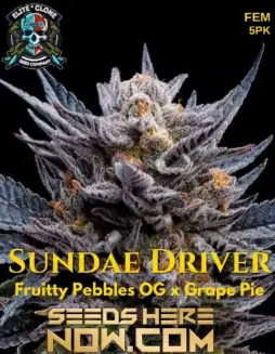 Sundae Driver S1 Feminized Cannabis Seeds (space) Grape and Fruity Pebbles OG Hybrid