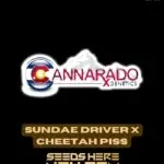 Sundae Driver x Cheetah Piss (Feminized) - Cannarado Genetics