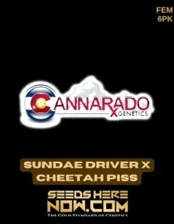 Sundae Driver x Cheetah Piss cannabis seeds pack by Cannarado Genetics