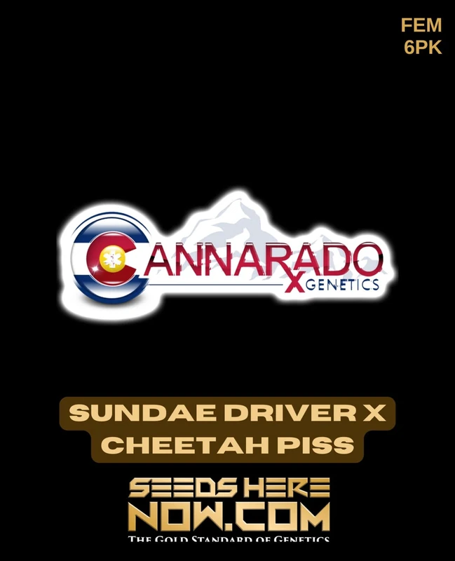 Sundae Driver x Cheetah Piss cannabis seeds pack by Cannarado Genetics