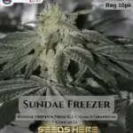 Sundae Freezer (Regular) - Cannarado Genetics
