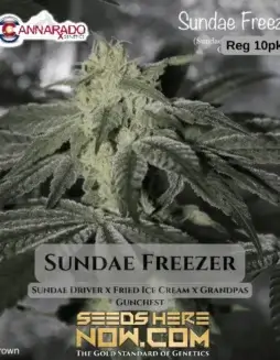 Sundae Freezer cannabis seeds by Cannarado Genetics, featuring vanilla, citrus, berry, pine flavors