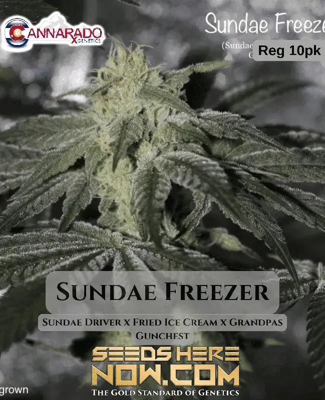 Sundae Freezer cannabis seeds by Cannarado Genetics, featuring vanilla, citrus, berry, pine flavors