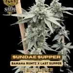 Sundae Supper (Feminized) - Solfire Gardens