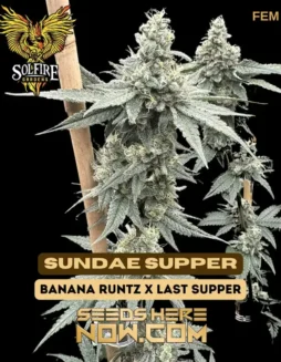 Image of Sundae Supper Feminized Cannabis Seeds packaging by Solfire Gardens