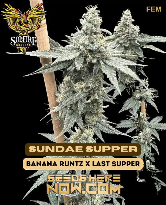 Image of Sundae Supper Feminized Cannabis Seeds packaging by Solfire Gardens