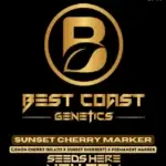 Sunset Cherry Marker (Feminized) - Best Coast Genetics