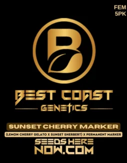 Sunset Cherry Marker feminized seeds by Best Coast Genetics featuring deep cherry and citrus aromas
