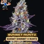 Sunset Runtz (Feminized) - Dr. Blaze