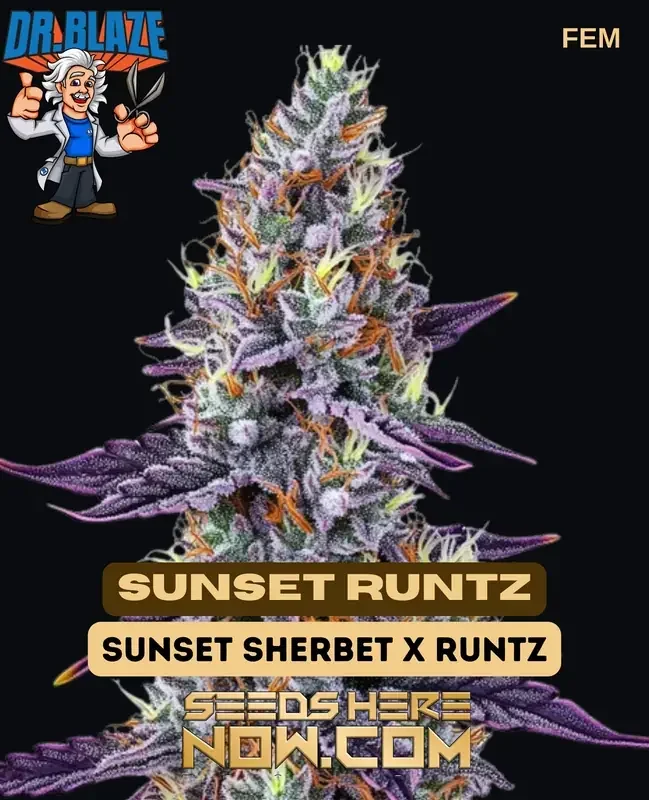 Sunset Runtz (Feminized) – Dr. Blaze - High THC Feminized Cannabis Seeds