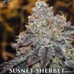 Sunset Sherbet S1 (Feminized) - Dr. Blaze