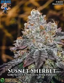 Pack of Sunset Sherbet S1 Feminized Seeds, Girl Scout Cookies x Pink Panties hybrid by Dr. Blaze