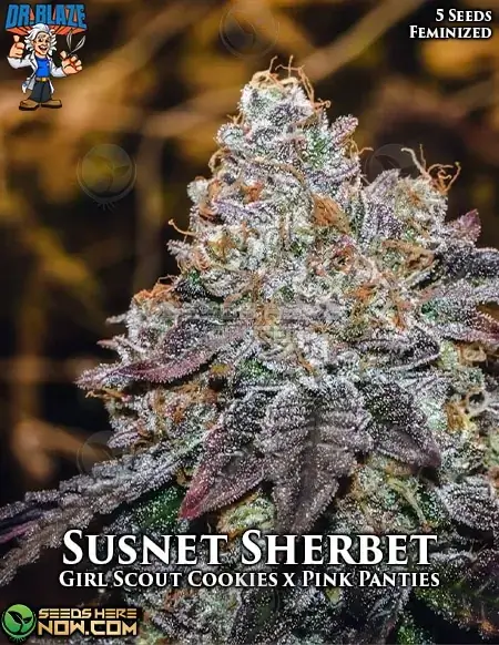 Pack of Sunset Sherbet S1 Feminized Seeds, Girl Scout Cookies x Pink Panties hybrid by Dr. Blaze