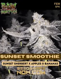 Sunset Smoothie Feminized Seeds featuring Sherbet x Sherbett lineage