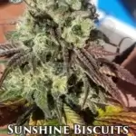Sunshine Biscuits (Regular) - Lucky Dog Seed Company