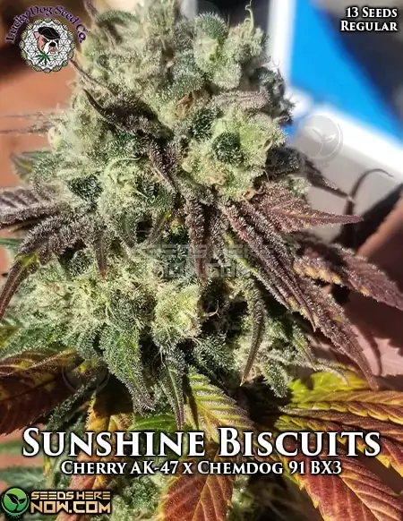 Sunshine Biscuits cannabis seeds by Lucky Dog Seed Company, featuring Cherry AK-47 x Chem 91 BX3 genetics