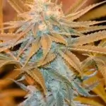 Sunshine Girl (Regular) - Irie Genetics
