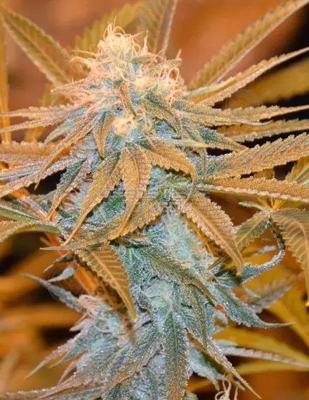 Pack of Sunshine Girl Regular Seeds by Irie Genetics featuring citrus and tropical fruit aromas