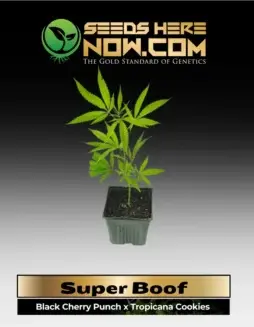 Vibrant Super Boof cannabis clone with dense, colorful buds and frosty trichomes