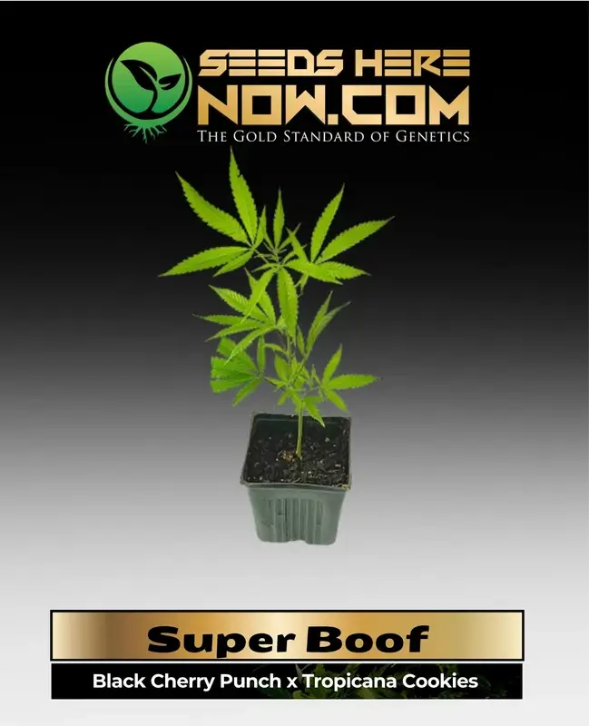 Vibrant Super Boof cannabis clone with dense, colorful buds and frosty trichomes