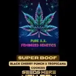 Super Boof (Feminized) - Pure XX