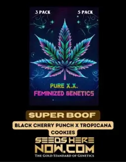 Super Boof S1 Feminized Seeds (space) A Hybrid Strain with Black Cherry Punch and Tropicana Cookies Genetics