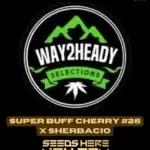 Super Buff Cherry #26 x Sherbacio (Feminized) - Way2heady Selections