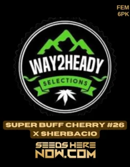Super Buff Cherry #26 x Sherbacio feminized seeds by Way2heady Selections, showing rich cherry and creamy aroma with 20(space)25% THC.