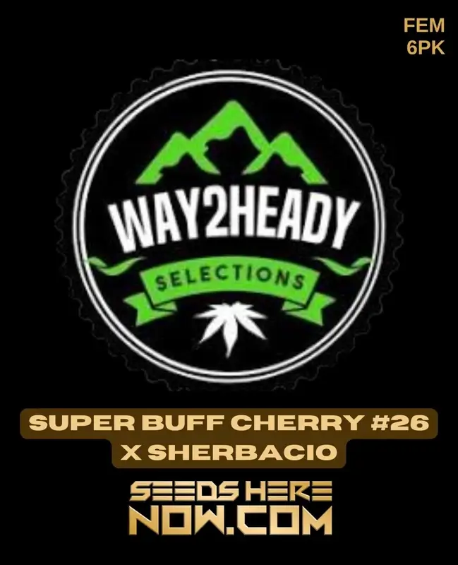 Super Buff Cherry #26 x Sherbacio feminized seeds by Way2heady Selections, showing rich cherry and creamy aroma with 20-25% THC.