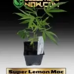 Super Lemon Mac Clones - ACC