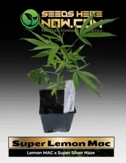 Vibrant Super Lemon Mac clone in soil pot, showcasing citrus(space)packed buds