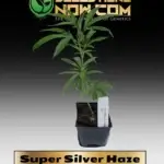 Super Silver Haze Clones - ACC