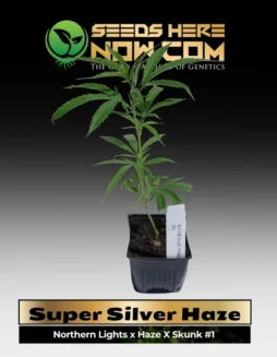 Super Silver Haze Clones (space) ACCSuper Silver Haze Cannabis Clones in Soil Pot