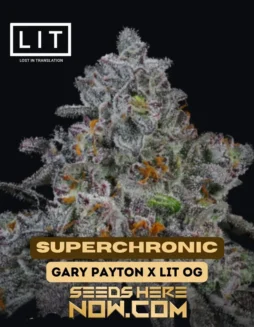 Superchronic feminized cannabis seeds by LIT Farms featuring genetics from Gary Payton and LIT OG