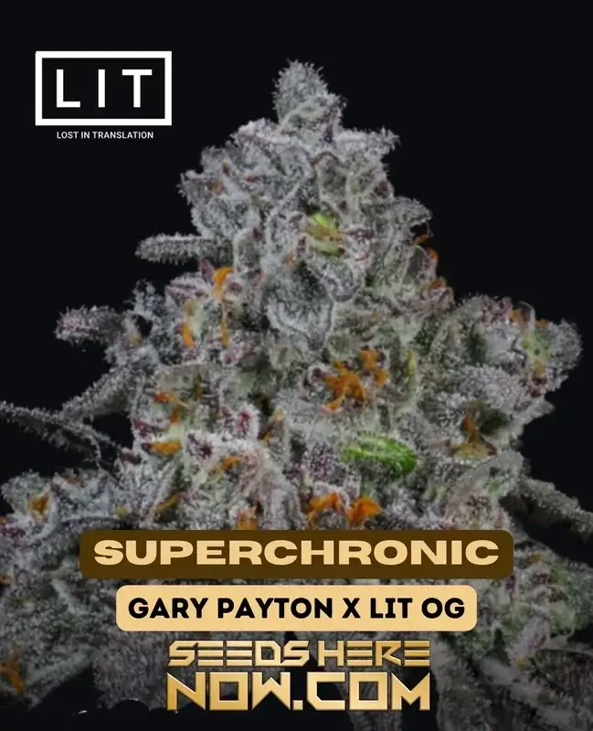 Superchronic feminized cannabis seeds by LIT Farms featuring genetics from Gary Payton and LIT OG