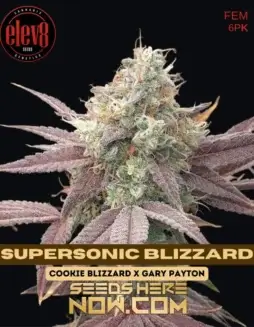 Supersonic Blizzard Feminized Seeds (space) High THC Hybrid Strain