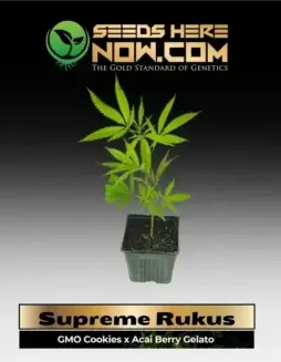 Supreme Rukus Cannabis Clones in soil pots, showing healthy growth and vibrant leaves.
