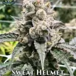 Sweat Helmet (Feminized) - Exotic Genetix
