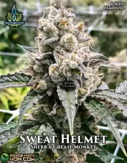 Sweat Helmet Feminized Seeds (space) Indica Dominant Hybrid (Sherbet x Grease Monkey)