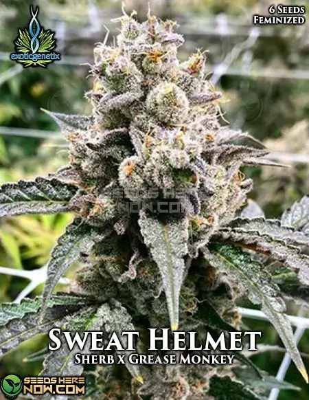 Sweat Helmet Feminized Seeds - Indica Dominant Hybrid (Sherbet x Grease Monkey)