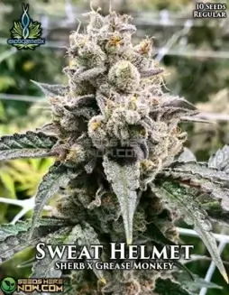Pack of Sweat Helmet regular cannabis seeds by Exotic Genetix, featuring Sherbet and Grease Monkey genetics