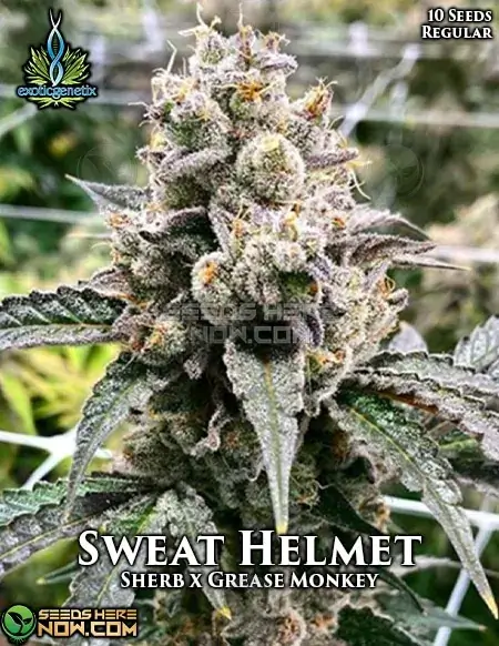 Pack of Sweat Helmet regular cannabis seeds by Exotic Genetix, featuring Sherbet and Grease Monkey genetics