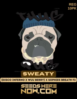 Sweaty Regular Seeds (space) Hybrid Cannabis Strain with 25% THC by Thug Pug Genetics
