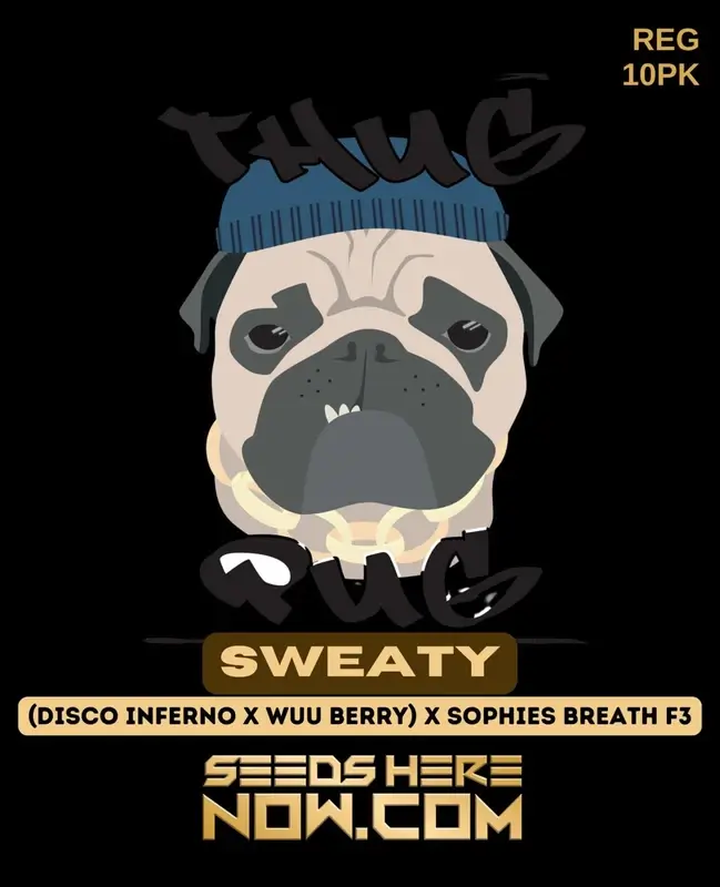 Sweaty Regular Seeds - Hybrid Cannabis Strain with 25% THC by Thug Pug Genetics