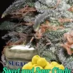 Sweet and Sour Cindy (Regular) - BOG Seeds