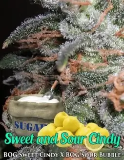 Sweet and Sour Cindy Regular Cannabis Seeds by BOG Seeds (space) Indica Dominant Hybrid