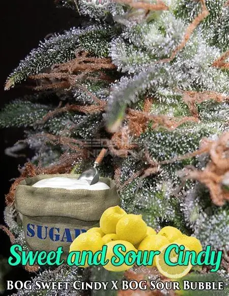 Sweet and Sour Cindy Regular Cannabis Seeds by BOG Seeds - Indica Dominant Hybrid